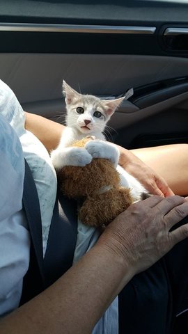 Meow Meow - American Wirehair Cat