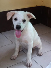 SUSU Needs a Loving Home