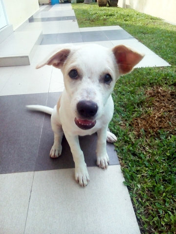 Susu - Mixed Breed Dog