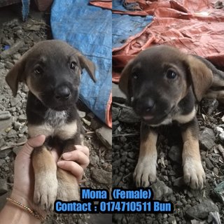 4 Puppies And Mum - Mixed Breed Dog