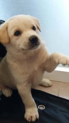 Puppies For Adoption - Mixed Breed Dog