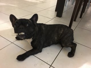 Filo  - French Bulldog Dog