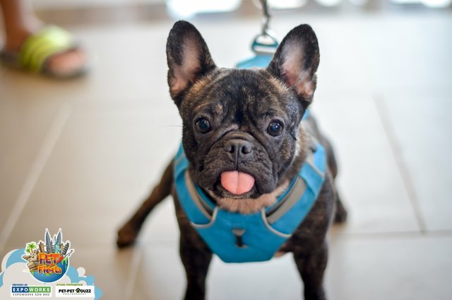 Filo  - French Bulldog Dog