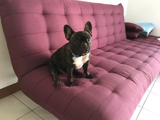 Filo  - French Bulldog Dog