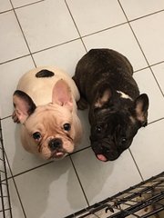 Filo  - French Bulldog Dog