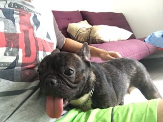 Filo  - French Bulldog Dog