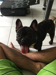 Filo  - French Bulldog Dog