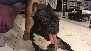 Filo  - French Bulldog Dog