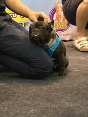 Filo  - French Bulldog Dog