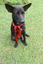 Ile (Pronounced As Ili) - Mixed Breed Dog