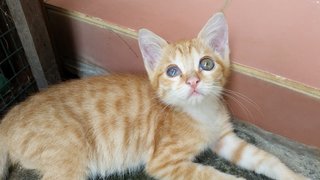 Sunny And Dot - Domestic Short Hair Cat