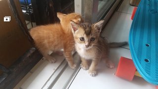 Sunny And Dot - Domestic Short Hair Cat