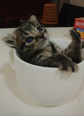 keanu in a cup <3