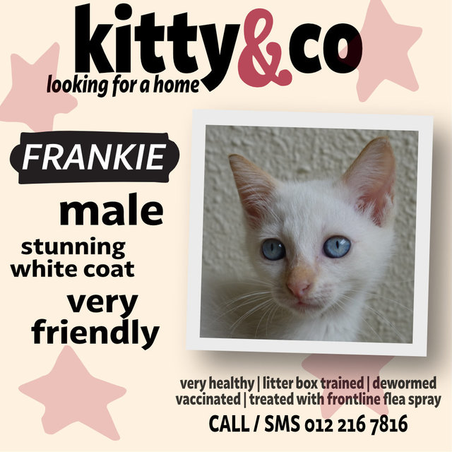 Frankie  - Domestic Short Hair Cat