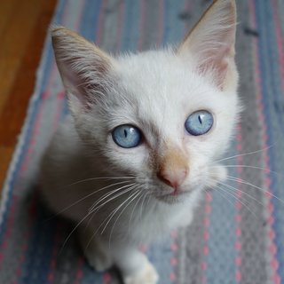 Adorable eyes