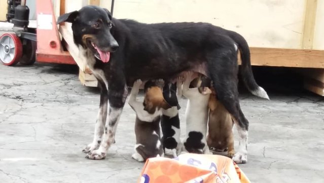 Mom+puppies - Mixed Breed Dog