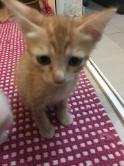 Kitton