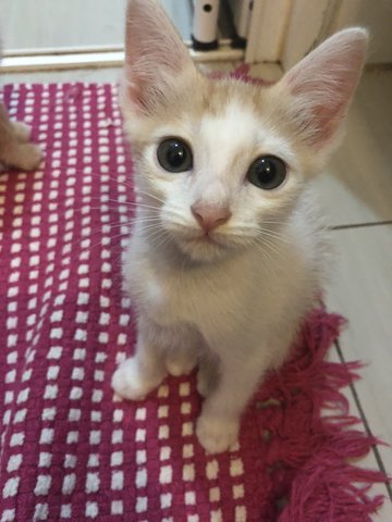 Pippin,frodo And Kitton (The Three Bros) - Domestic Short Hair Cat