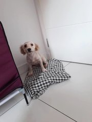 Little Pipi (Adopted)  - Poodle + Shih Tzu Dog