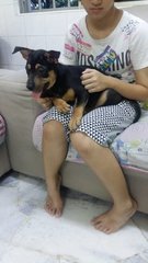 Brownie &amp; Blackie - Mixed Breed Dog