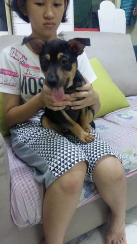 Brownie &amp; Blackie - Mixed Breed Dog