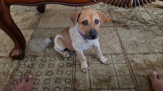 Hazel - Mixed Breed Dog