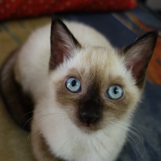 Beautiful blue eyes