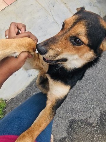 Boy - Mixed Breed Dog