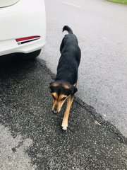 Boy - Mixed Breed Dog