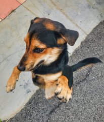 Boy - Mixed Breed Dog