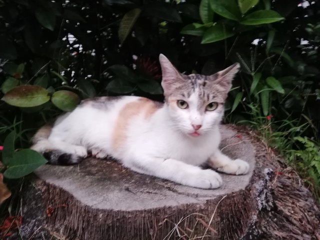 Coco - Calico Cat