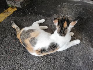 Coco - Calico Cat