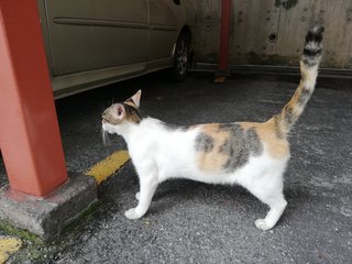 Coco - Calico Cat