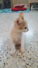 Sanju - Domestic Medium Hair Cat