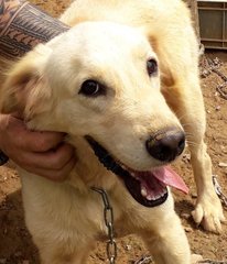 Jeremy - Golden Retriever Mix Dog