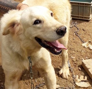 Jeremy - Golden Retriever Mix Dog
