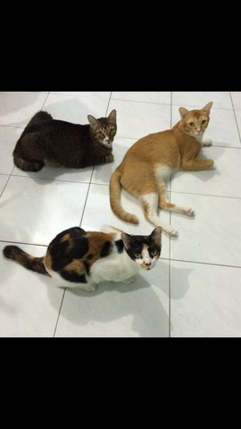 Sybil, Finny, Gin - Calico + Tabby Cat