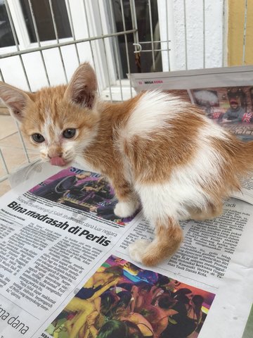 PF90482 - Domestic Long Hair Cat