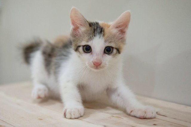 Sparkle (Now Natto) - Domestic Short Hair Cat