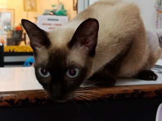 Girly - Siamese Cat