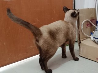 Girly - Siamese Cat