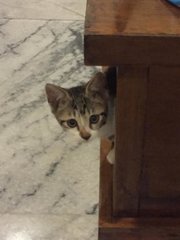 Ila - Domestic Short Hair Cat