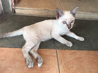 Blue Eyes Kitty - Siamese Cat