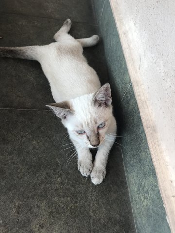 Blue Eyes Kitty - Siamese Cat