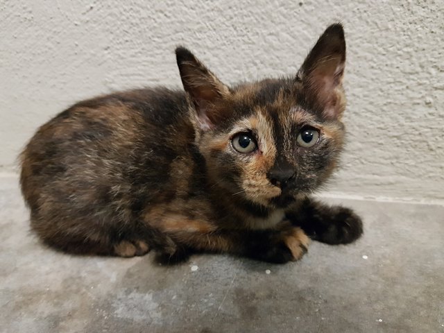 Raisin - Tortoiseshell Cat