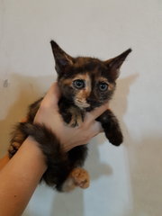 Raisin - Tortoiseshell Cat