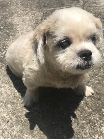 Elsa - Shih Tzu Dog