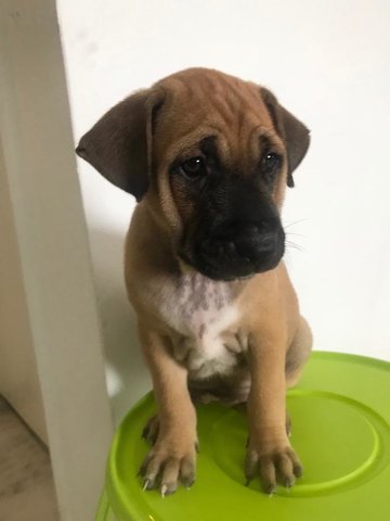 Camilia - Shar Pei Mix Dog