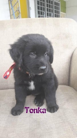 Tonka - Labrador Retriever Mix Dog