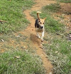 Kobi - Treeing Walker Coonhound + Beagle Dog